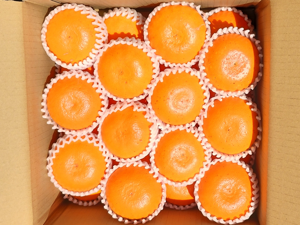 せとか | 上妻みかん園