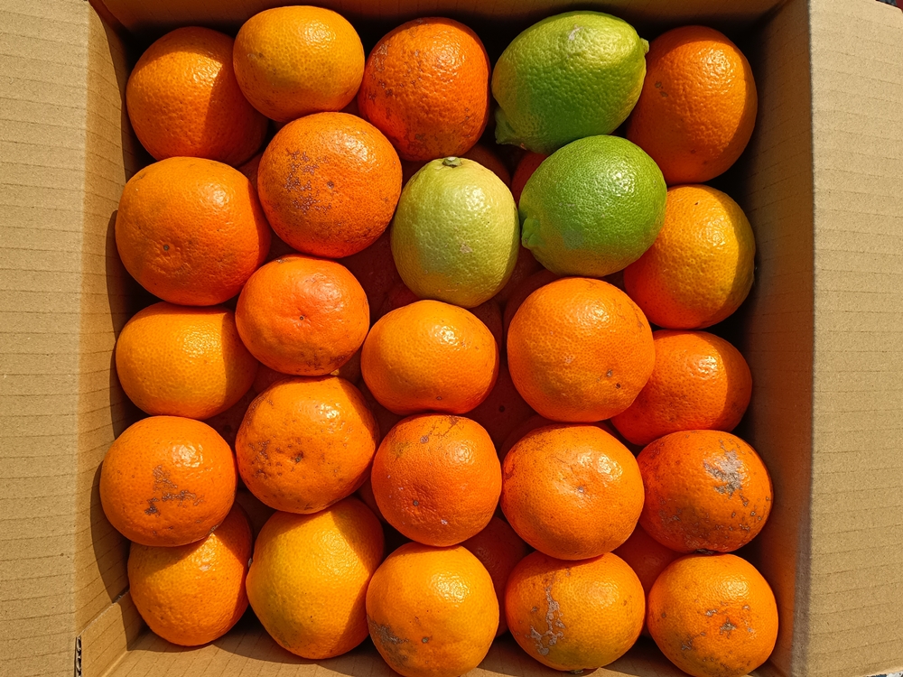 ゆら早生みかん | 上妻みかん園