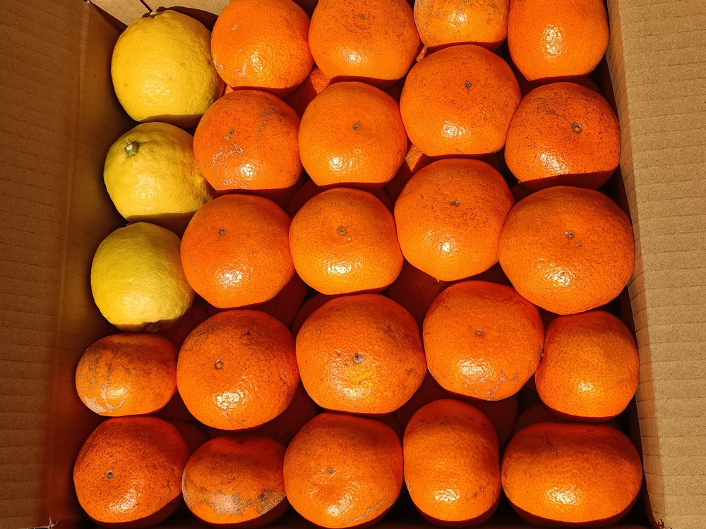 ☆のんのん☆　　　石地みかん ☆のんのん☆様専用 石地みかん