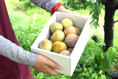 ６月末～７月上旬予約 約1300g【濃厚甘酸っぱ食感】ソルダムスモモ【特別なプラム】