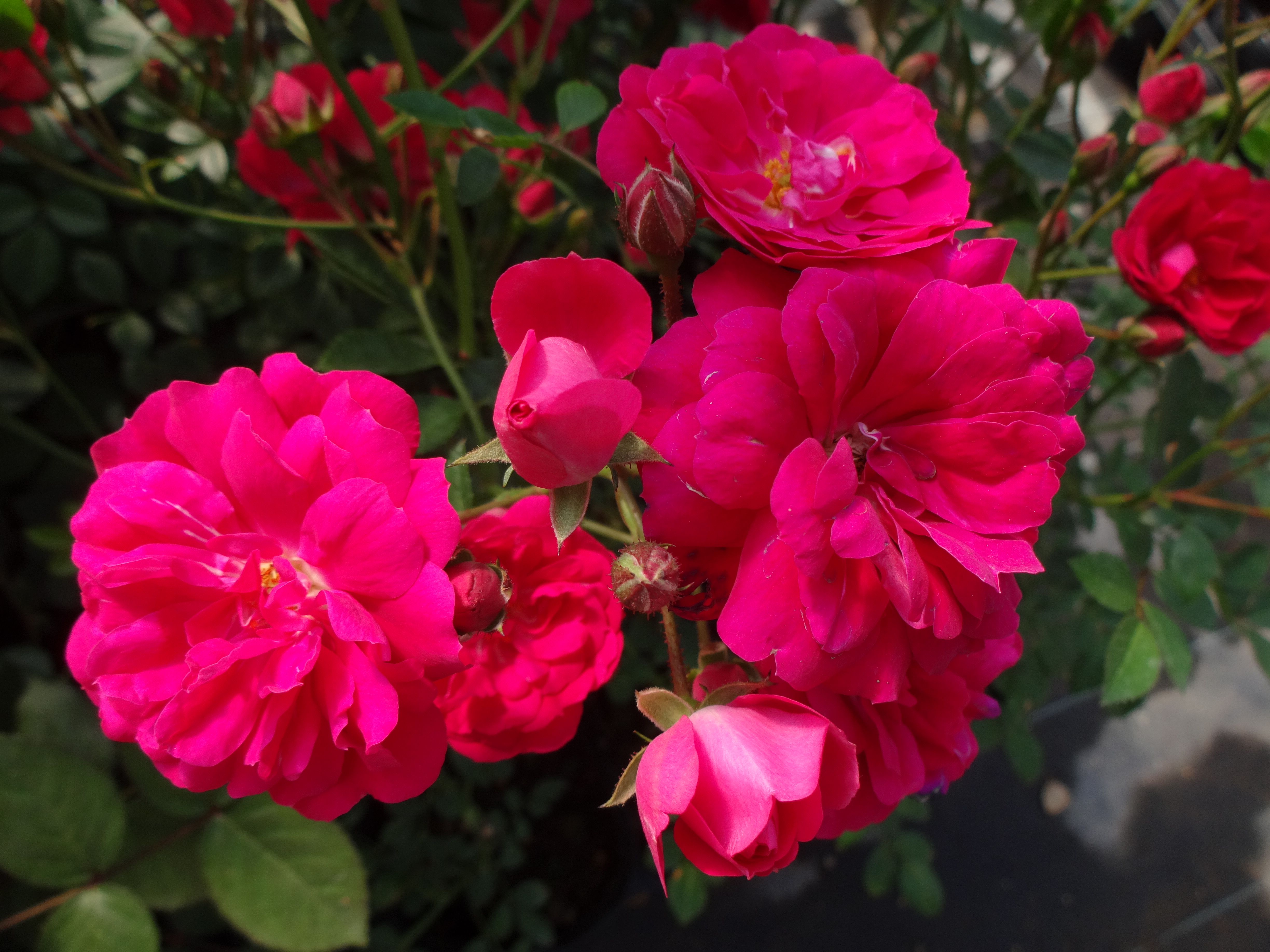 キングローズ テラオローズ