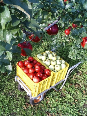 贈答用　新世界　3kg
