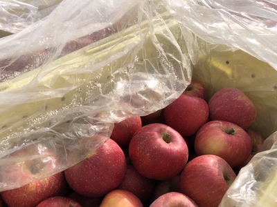 雪んこりんご ３ｋｇ