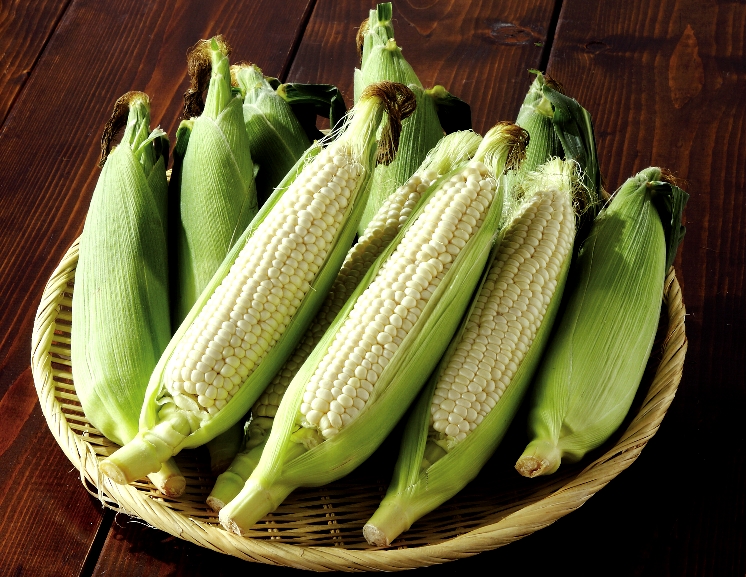 北海道産 とうもろこし】 ピュアホワイト【配送日指定不可・送料