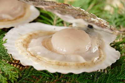 1kg 北海道オホーツク産活ホタテ