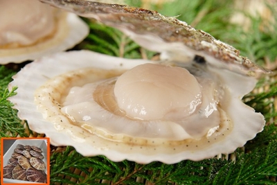 2kg 北海道オホーツク海産 活ホタテ
