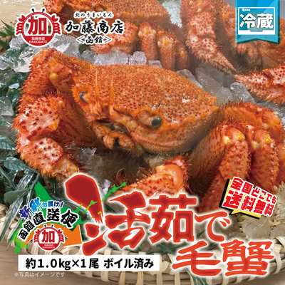 函館直送便!! 活茹で毛蟹 姿1尾 約1kg【全国送料無料(着日指定不可・直送便以外の同梱不可)】＜冷蔵＞ 北海道から直送 鮮度抜群 冷蔵 毛ガニ