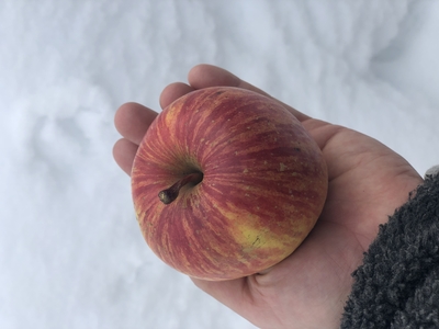 ふじ●１５kg●ご家庭用（少し傷あります）●６０〜６９個入り