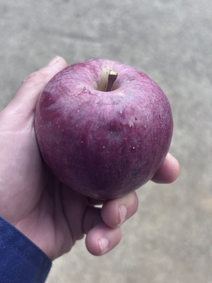 春紅玉●２kg●１０個前後