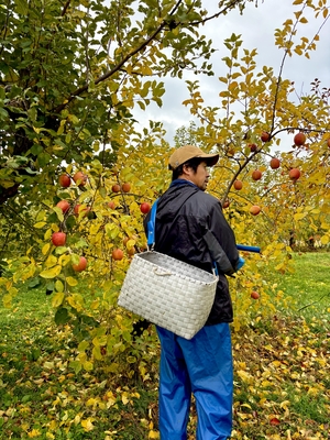ふじ●１０kg●ご家庭用（少し傷があります）●４０個前後入り