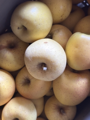 haruka●gift●５kg●18個前後入り