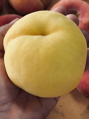 ●2kg●黄金桃●6個から8個前後入り●もうすぐ！8月20日ぐらいから順次発送。日時指定は対応できませんのでご了承ください。雹傷も入る場合がございます。