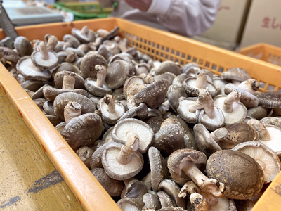 椎茸 明宝産原木干椎茸 中葉 | MEIHO．SHOP
