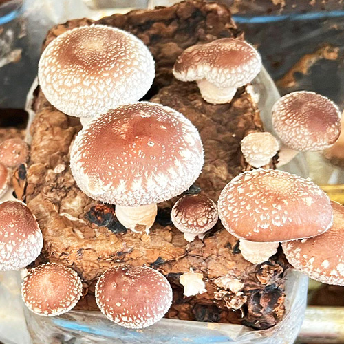 予約商品】石垣農園 庄内町産しいたけ ギフト用1kg入 箱 | 庄内なんでも屋