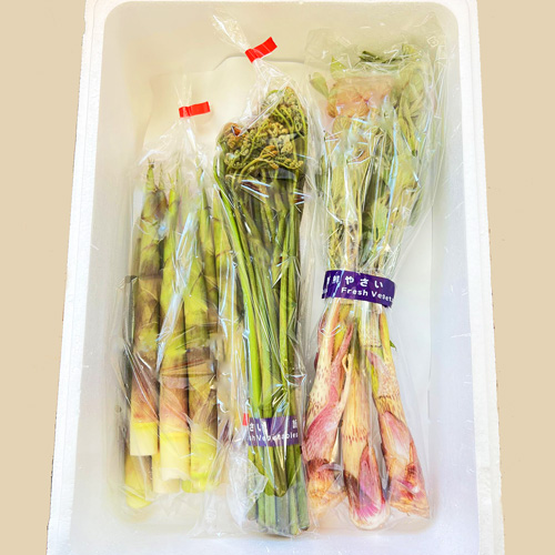 山菜 庄内産 春の山菜セット【日付指定・同梱不可】 | 庄内なんでも屋