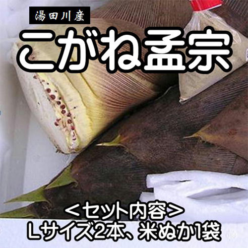 5月中旬以降出荷】湯田川産 こがね孟宗2本【日付指定・同梱不可