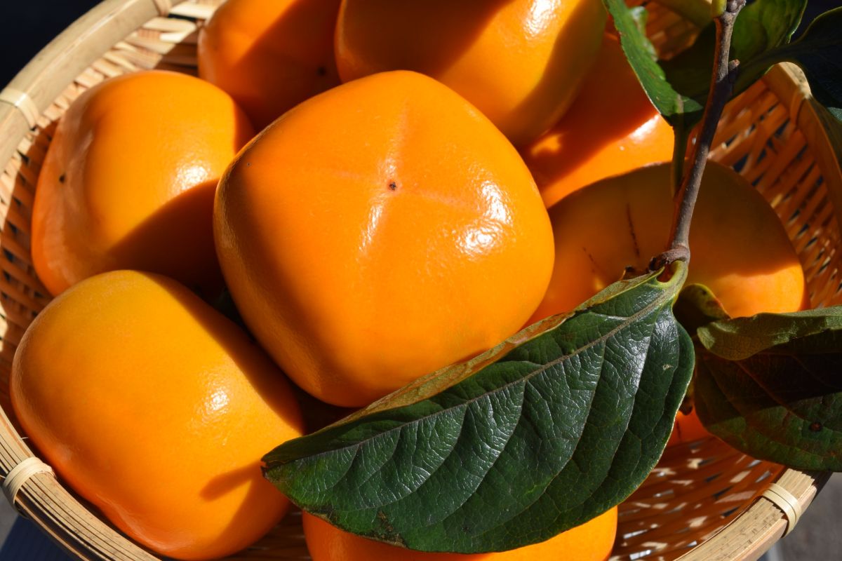 期間限定】庄内柿(平核無柿)秀 L 36玉｜庄内なんでも屋 | 庄内なんでも屋