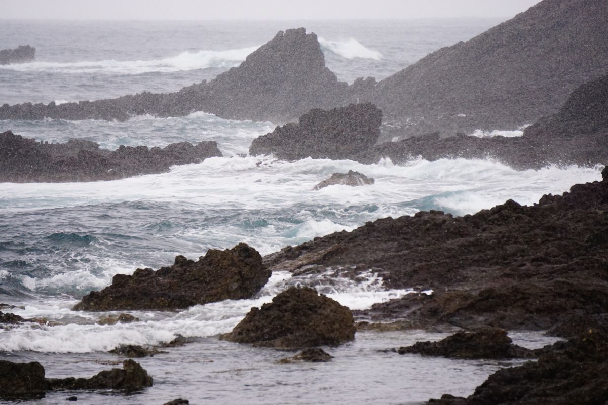 庄内の寒鱈が特別な理由のイメージ