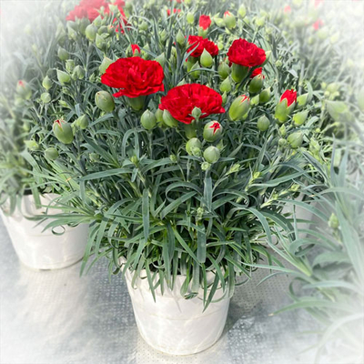 庄内町産　成澤さんのカーネーション【赤】　5号鉢 【日付指定不可】