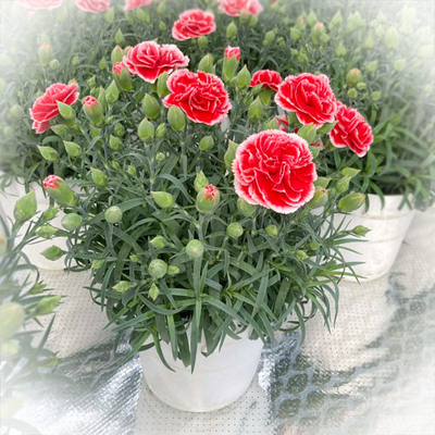 庄内町産　成澤さんのカーネーション【いちごホイップ】　5号鉢 【日付指定不可】