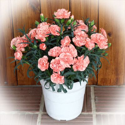 庄内町産　成澤さんのカーネーション【オレンジジェラート】　5号鉢 【日付指定不可】