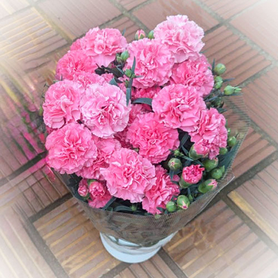 庄内町産　成澤さんのカーネーション【ピンク】　5号鉢 【日付指定不可】