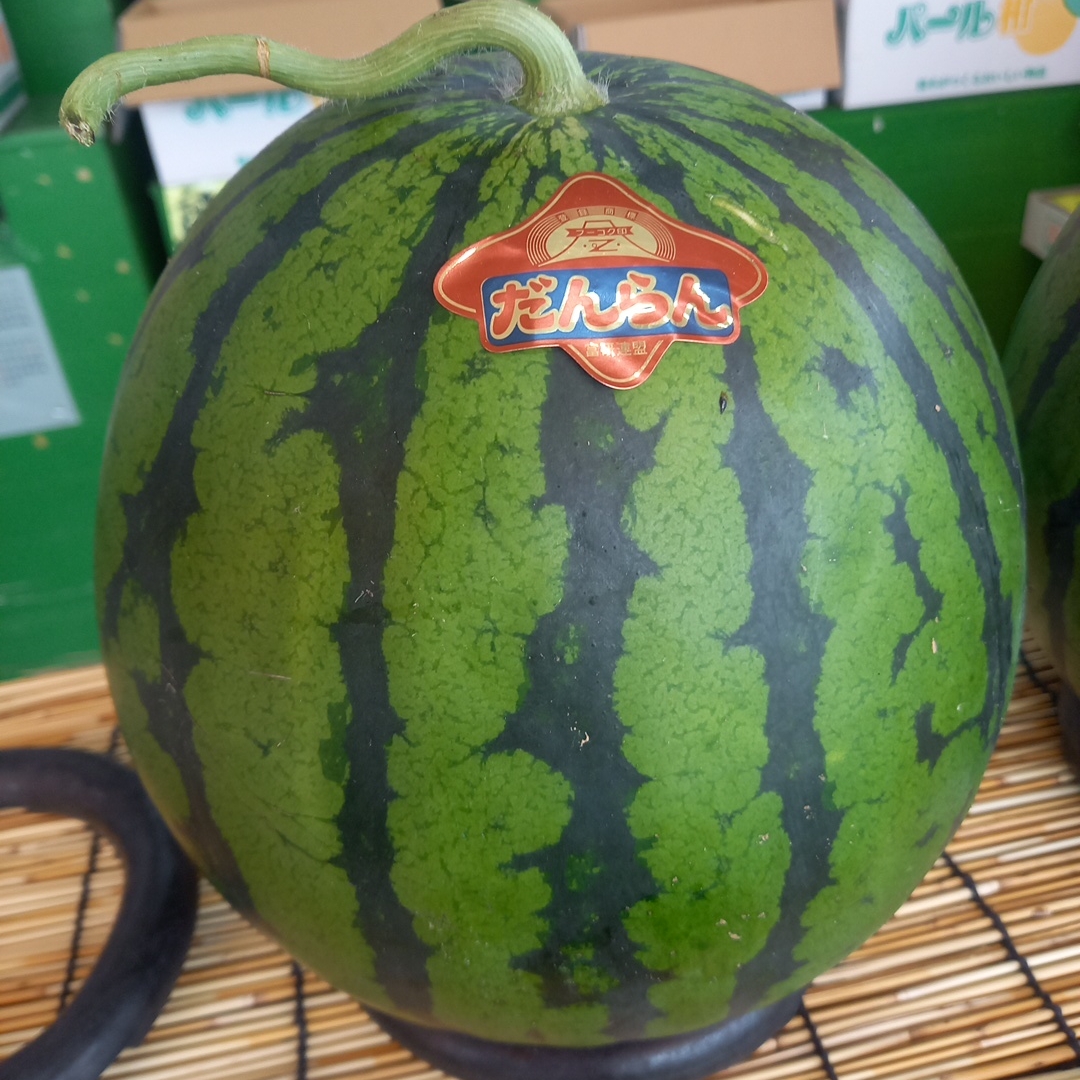 熊本県産 植木スイカ（L玉1玉入り） | 目野果実直売所