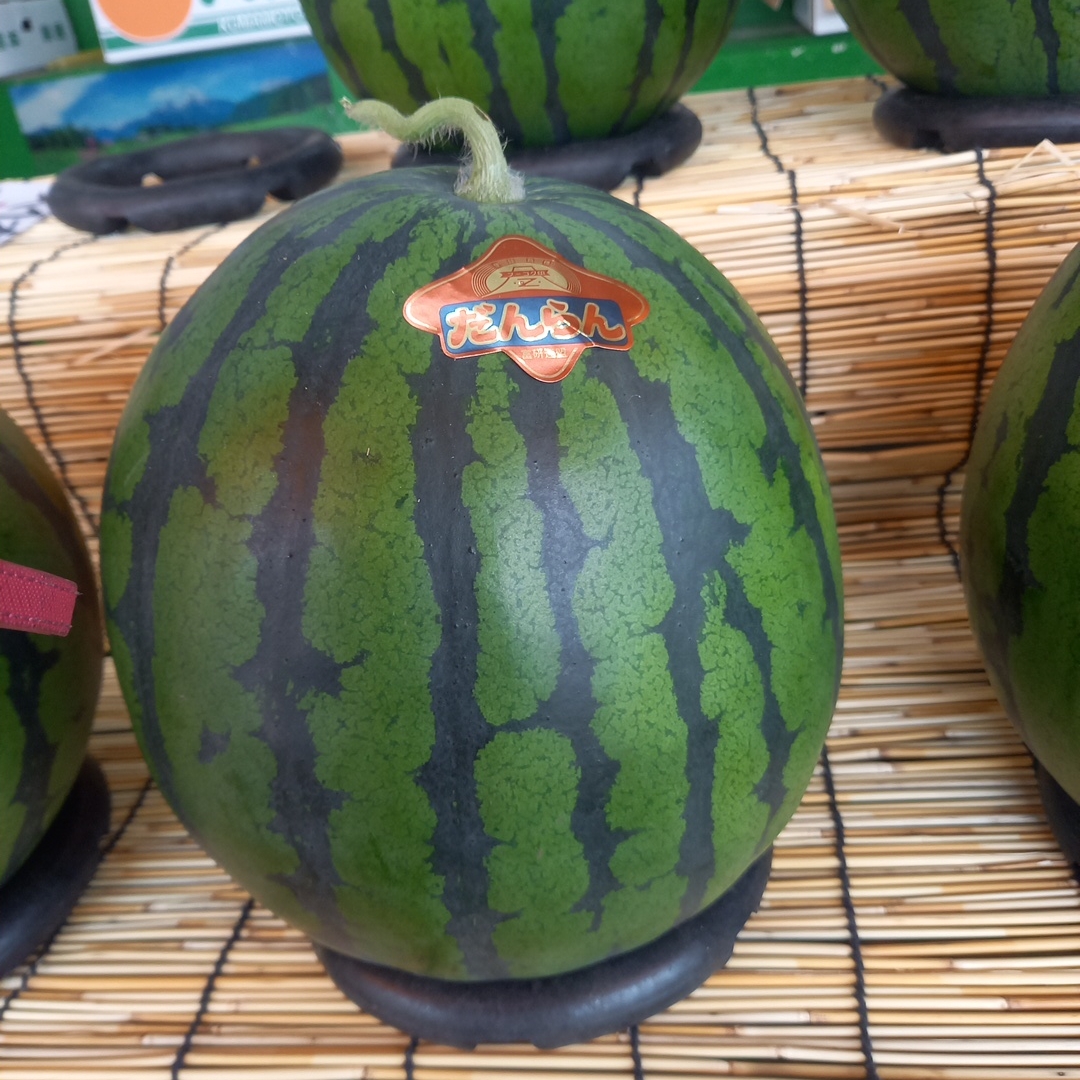 熊本県産 植木スイカ（M玉1玉入り） | 目野果実直売所