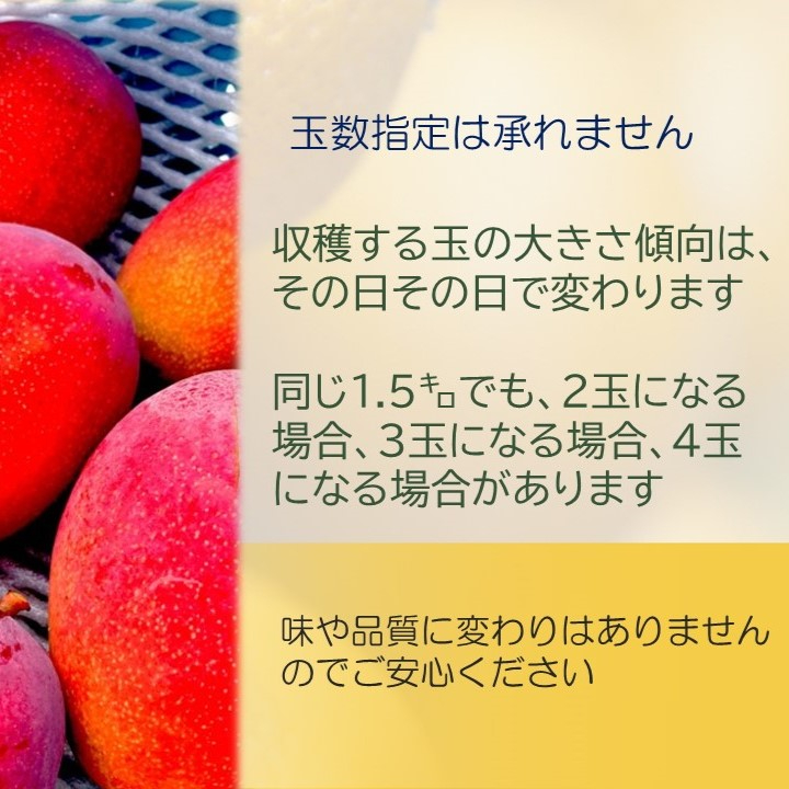レギュラーアップルマンゴー1.5Kg | ユートピアファーム宮古島