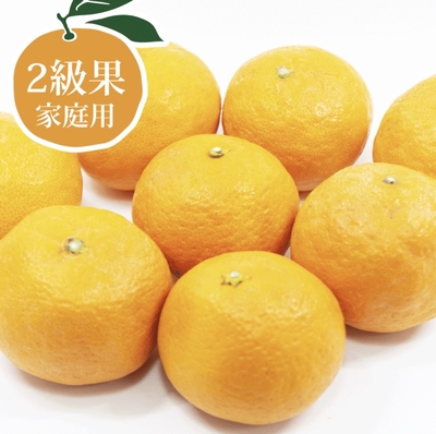 幻の春みかん　カラマンダリン2級果（家庭用） 約5キロ