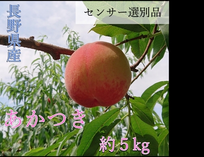 あかつき5キロ箱　秀