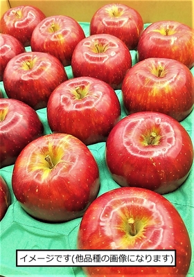 築城果樹園のりんご レッドゴールド 5kg なないろななえオンライン