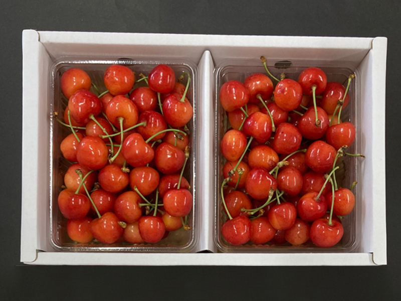 【超特価sale開催】  家庭用さくらんぼ 紅秀峰 マルホ | 1kg バラ詰め (2Lサイズ以上) 個人装備