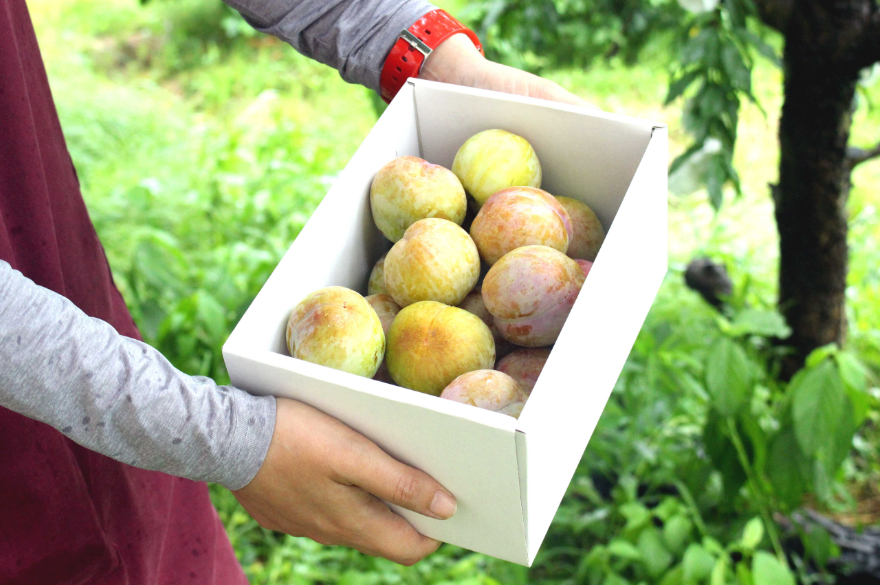 濃厚甘さ感動すもも ソルダムすもも1 3kg冷蔵便 感動果物農家山本農園 5star Marche