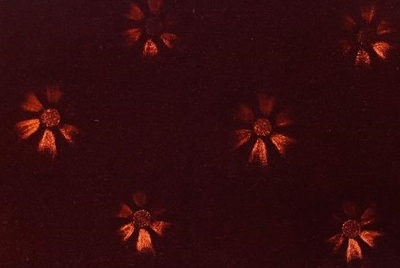 特注！【金華山６点セット】パーフェクトクオン用（コスモスブラウン）