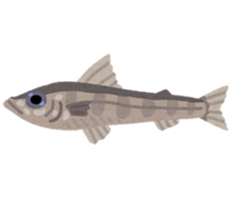 高知県産メヒカリ アジアマリン