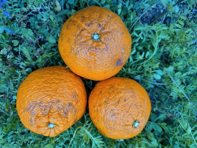 農薬・肥料不使用！自然栽培不知火家庭用１０ｋｇ