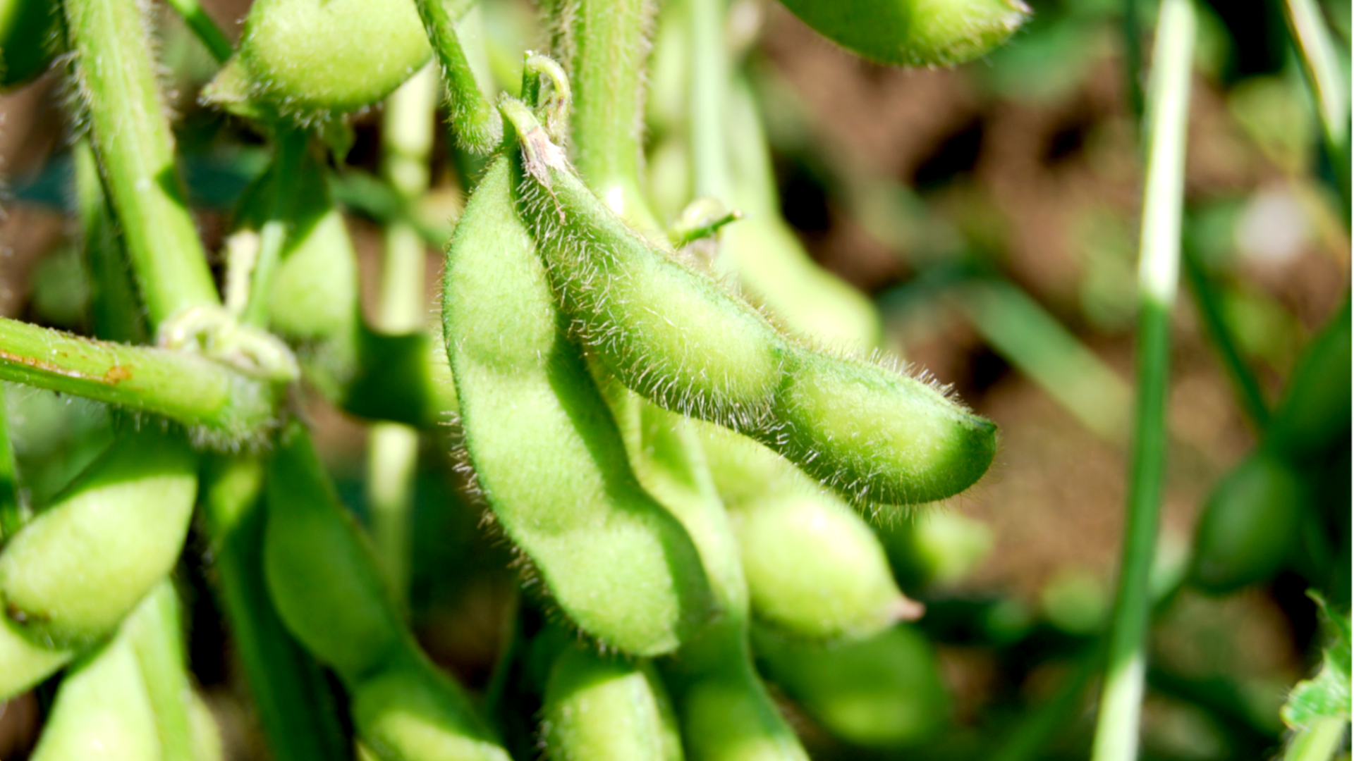 鶴岡市白山産 だだちゃ豆 1kg 野川ファーム