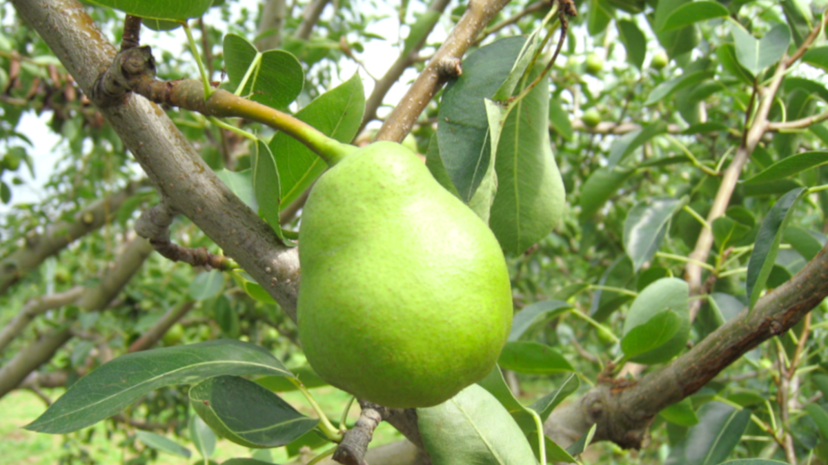 りんご44☆☆ ラフォスプレミアム 専用台のみ りんごのチカラエアー 2492 グリーンアップル | オートバックス公式