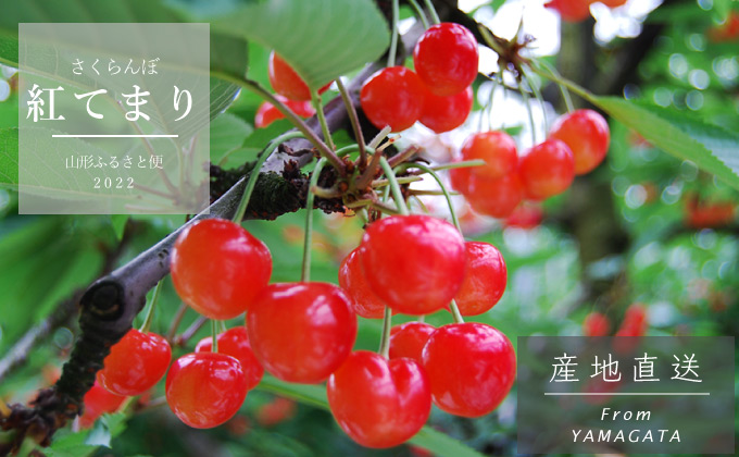 紅てまりTOP写真