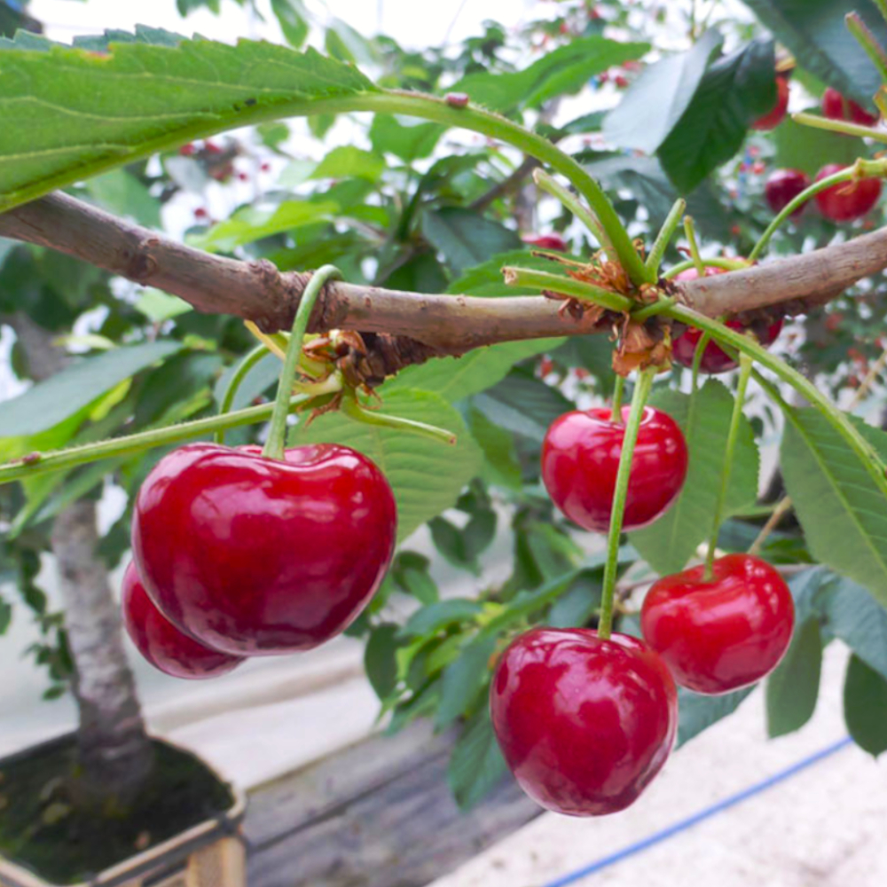 COCO様　紅秀峰×紅王 6d2b4b9cd241c4991ea414a90708e2