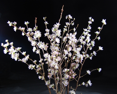啓翁桜　贈答用
