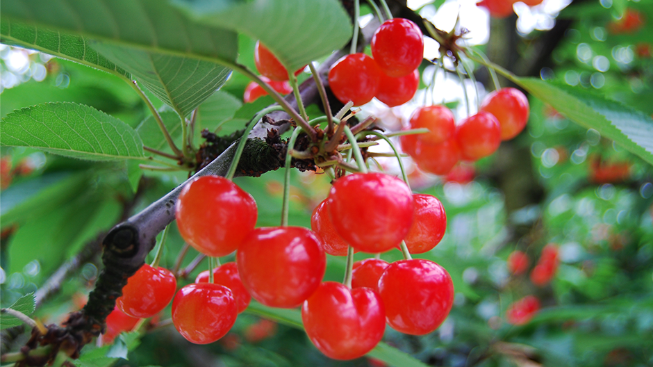 山形さくらんぼ 紅 てまり 限定特価 さくらんぼ 紅てまり 大玉2L 350g