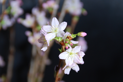 啓翁桜　家庭用