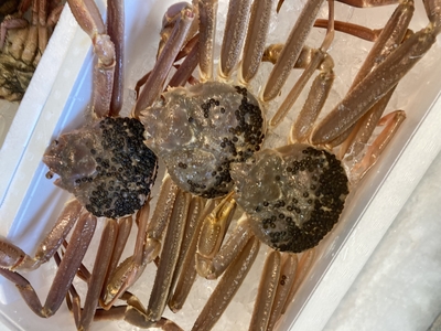 訳あり 山形県庄内産 生・本ズワイガニ 2匹 計800g程度 1~2本足折れ