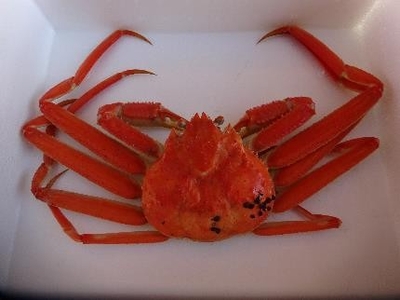 ボイル 本ズワイガニ 1匹 500g程度