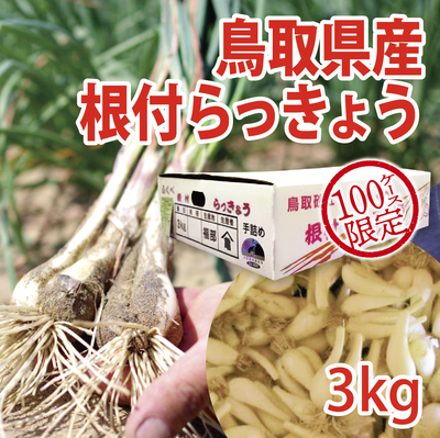 鳥取県産 根付きらっきょう3Kg