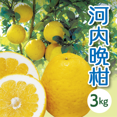 河内晩柑　家庭用