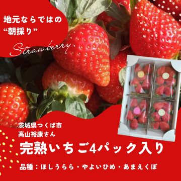 完熟いちご4パック入り（生産者：高山裕康さん）