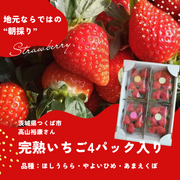 "朝採り"完熟いちご4パック入り約1.2kg（生産者：高山裕康さん）